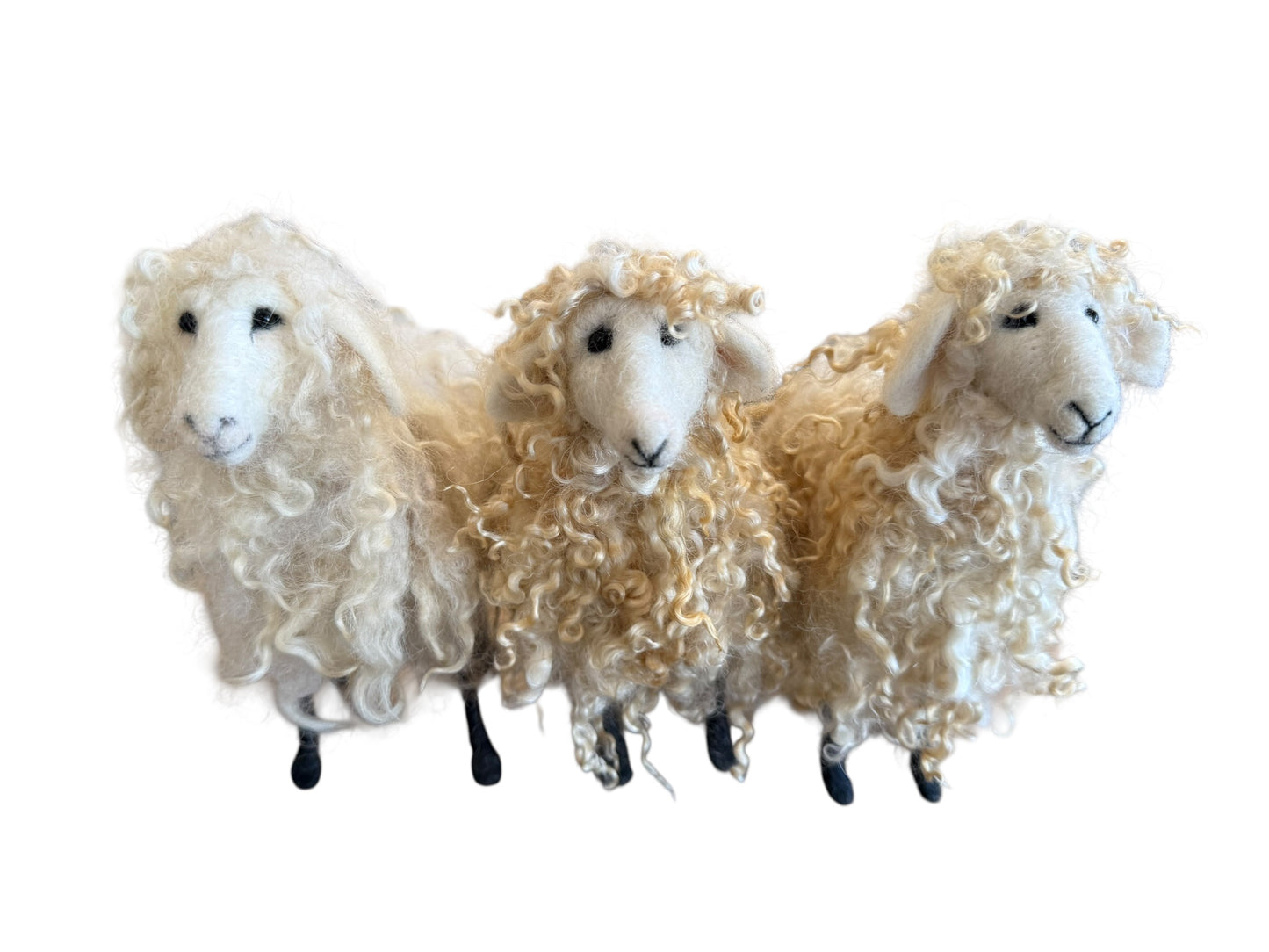 Sheep with White Locks