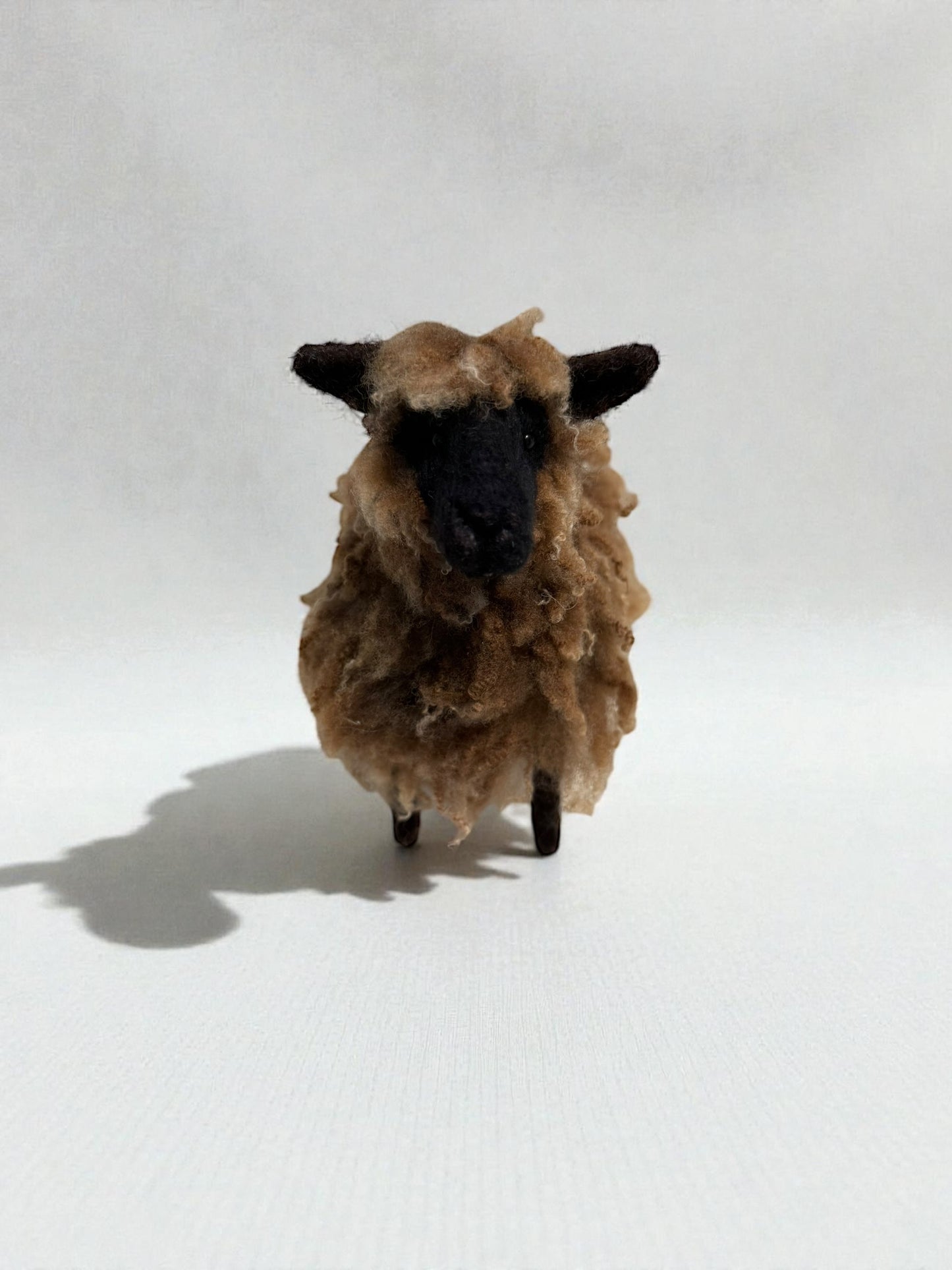 Brown Shetland Sheep