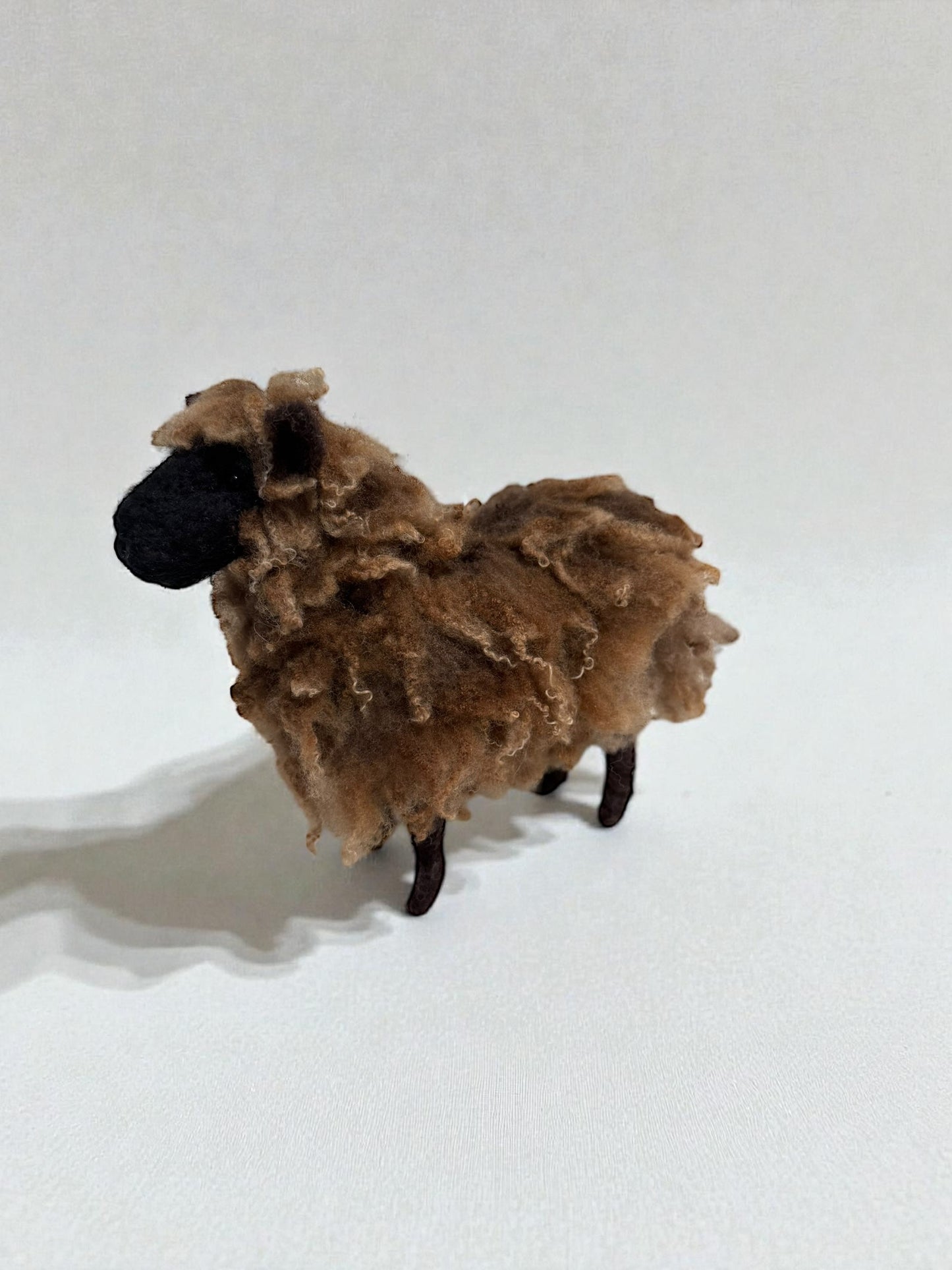 Brown Shetland Sheep