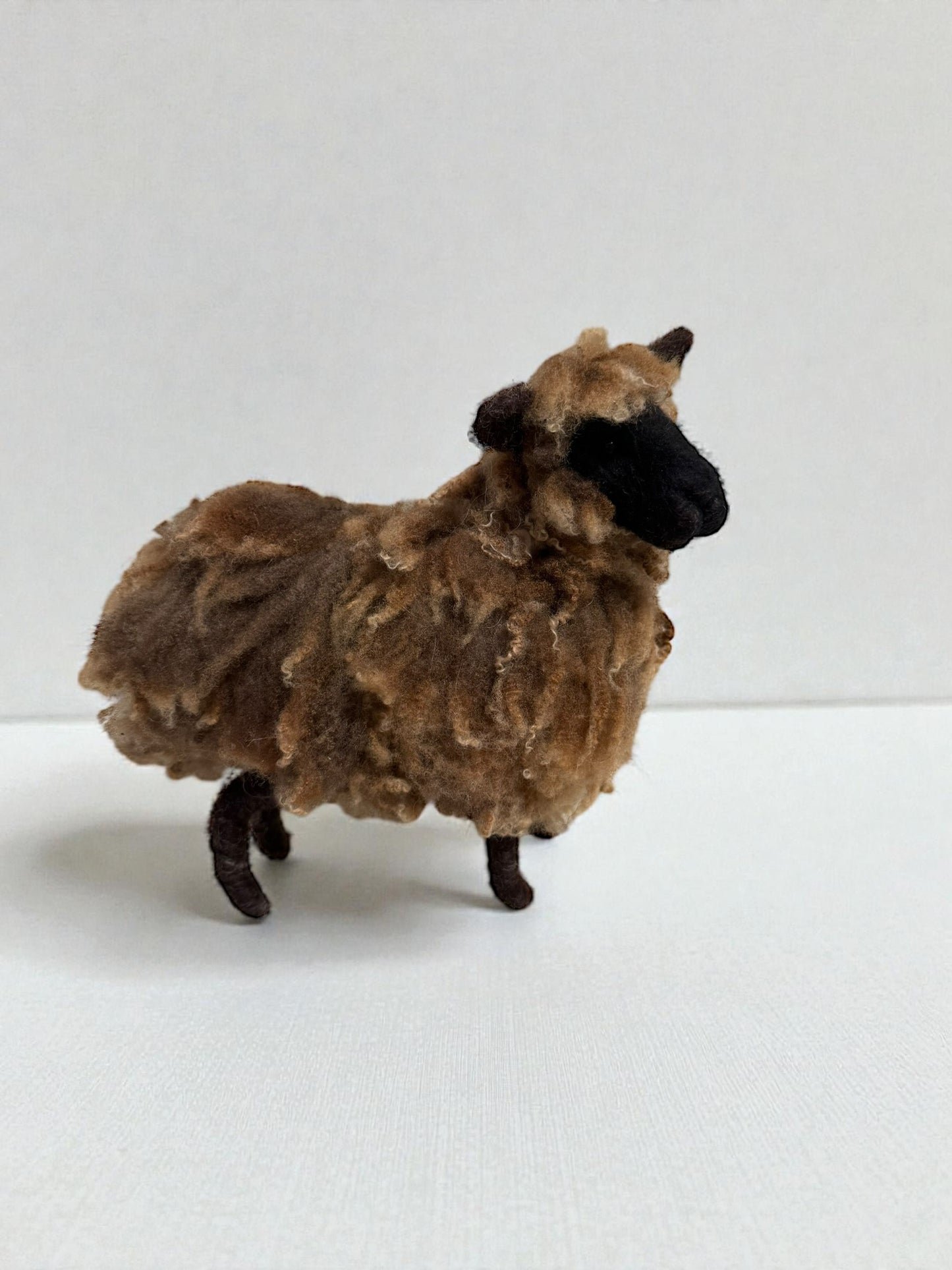 Brown Shetland Sheep