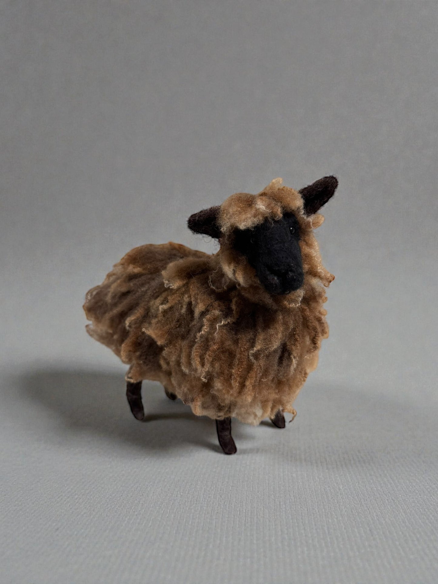 Brown Shetland Sheep