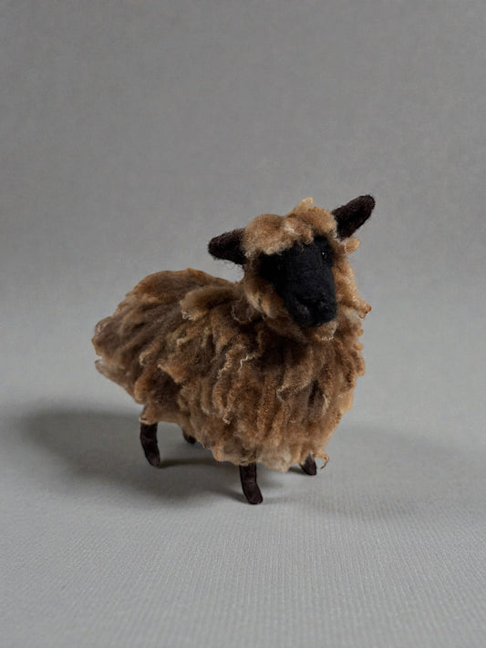 Brown Shetland Sheep