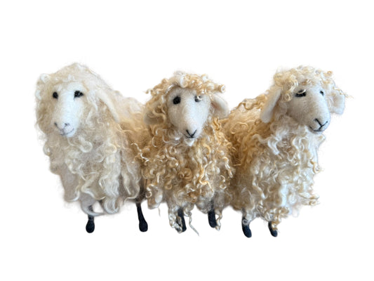 Sheep with White Locks