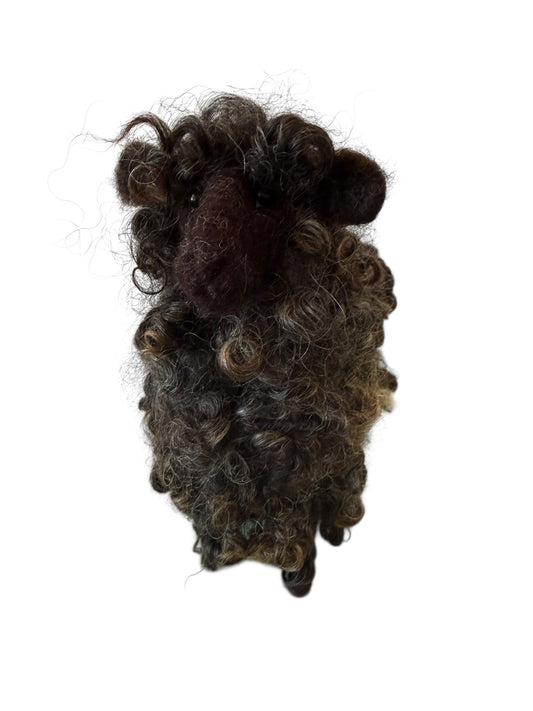 Black Curls Sheep